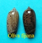 Oliva fijiana, Tursch & Greifeneder 1989